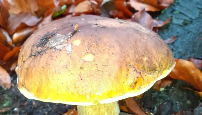 Podloubi Jak Se Dostat - Horní Litvínov