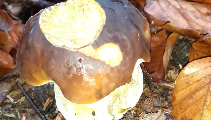 Podloubi Slevy - Horní Litvínov